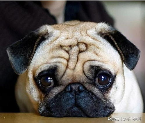 一、了解不同犬种的性格特点