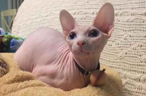 一、国内常见宠物猫品种价格一览