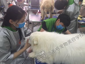 一、圣宠宠物培训学校的课程设置