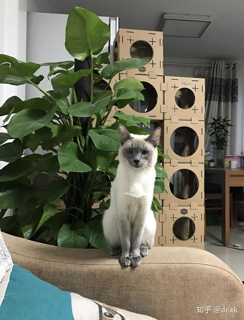 一、昆明猫宠物店的多样选择