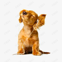 一、哪些犬种荣登最贵宠物犬宝座？