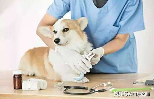 一、认识不同类型的宠物美容剪刀