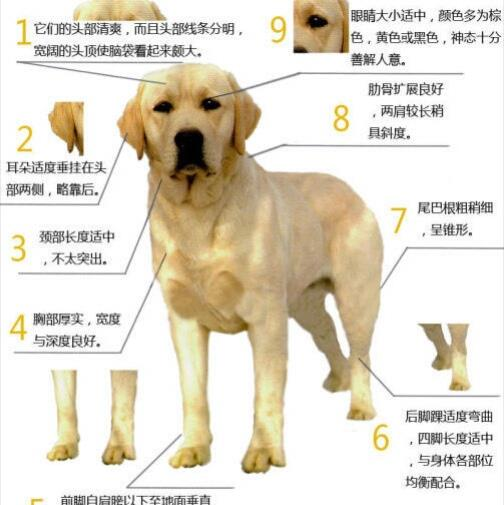 一、宠物用品名牌的选择标准