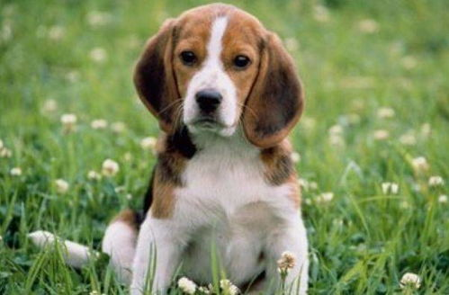 一、史宾格犬的饲养环境选择