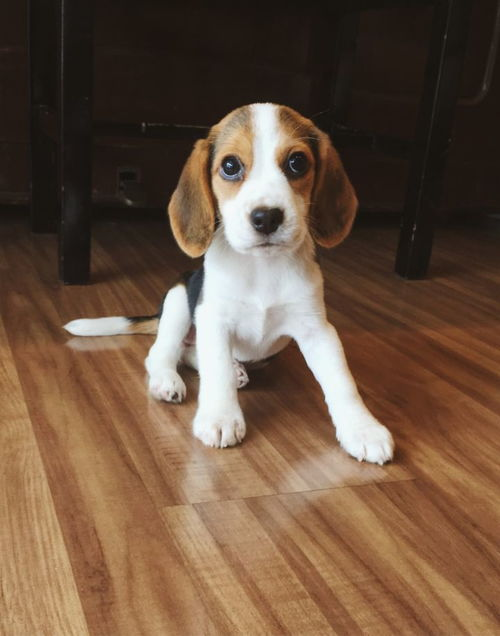 一、小型犬的普遍特点