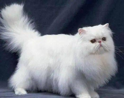 一、最大型宠物猫的品种介绍