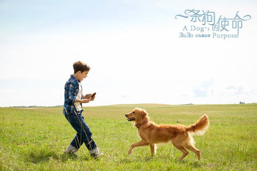 一、选择安静的犬种
