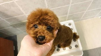 一、泰迪犬的基本特性