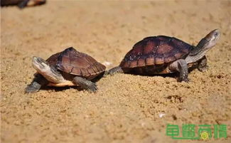 一、了解乌龟的饮食习性