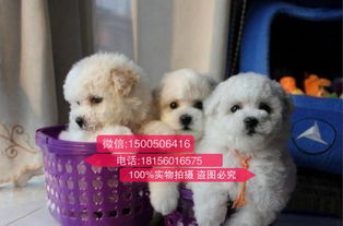 一、昆明宠物狗市场的特点