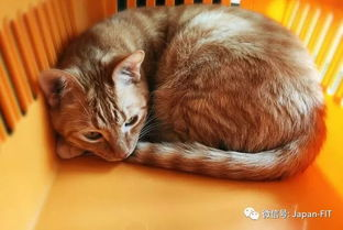 一、猫咪的魅力：为何外国人对猫咪情有独钟？