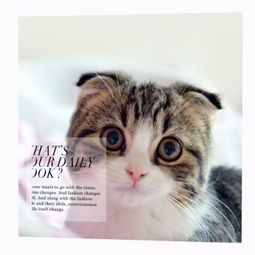 一、了解猫咪的习性