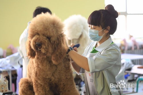 一、苏州宠物美容培训学校的课程设置