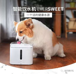 1. 宠物产品展示