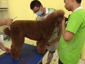 一、宠物美容行业的发展现状