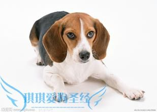 一、为什么要定期进行宠物身体检查？
