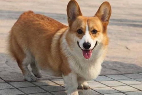 一、小型犬的魅力：适应紧凑生活空间