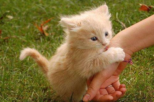 一、了解猫咪品种
