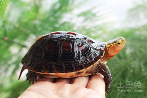一、了解宠物龟的饮食习性