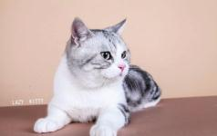 一、武汉宠物猫市场概述