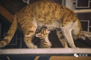 一、流浪猫的生存现状