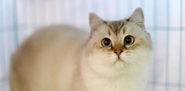 一、宠物猫价格的影响因素