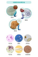 一、了解体外寄生虫的种类与危害