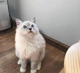 一、选择高品质的宠物猫品种