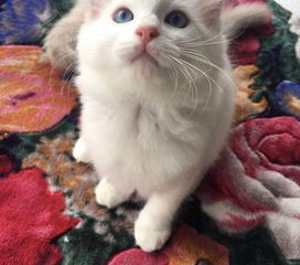 一、宠物猫的价格范围