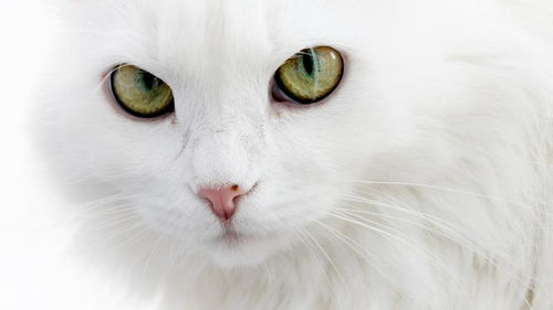 一、白色宠物猫的品种与特点