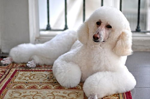 一、贵宾犬：优雅与智慧的代名词
