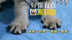 一、宠物医院的选择标准