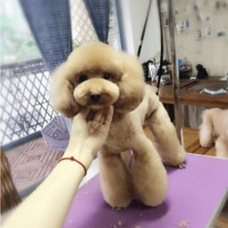 一、国际宠物美容师的职业要求