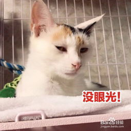 一、选择合适的宠物托管方式