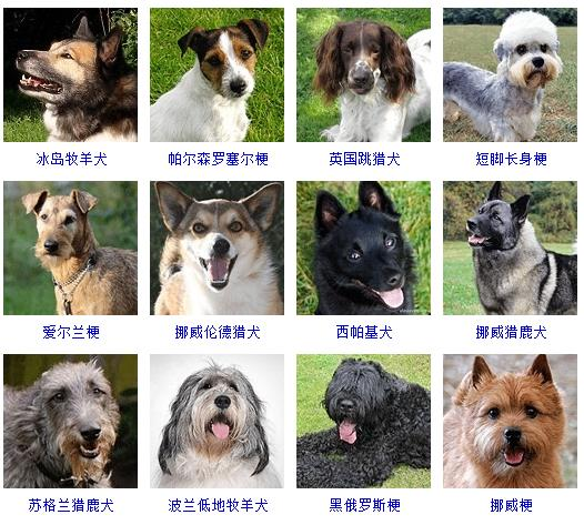 一、短毛宠物犬的养护要点