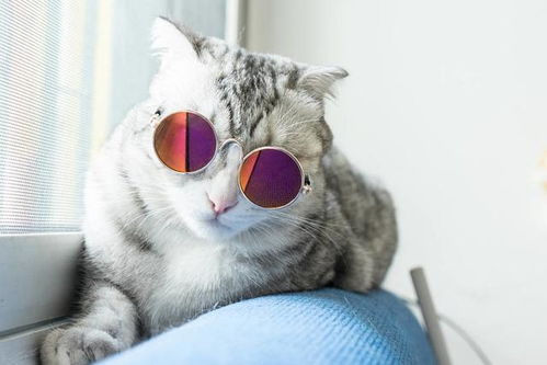一、猫咪的粘人特性
