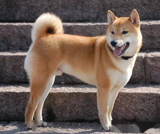 一、狗狗的忠诚陪伴