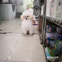 一、海口宠物市场概述
