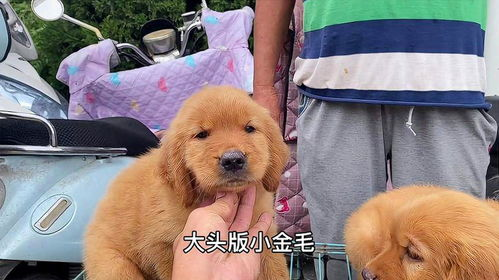 一、品种对宠物犬价格的影响