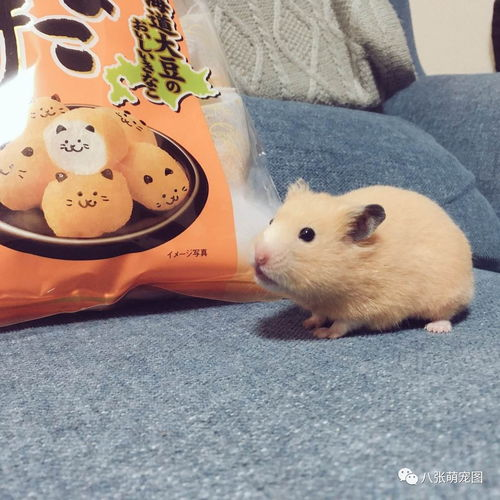 一、仓鼠：安静的小家伙