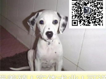 一、选择宠物狗名字的重要性