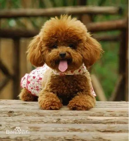 一、小型宠物犬品种及价格