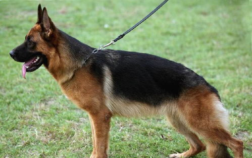 一、德国牧羊犬（German Shepherd）