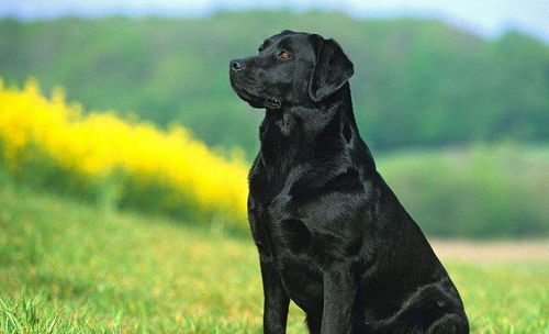 一、拉布拉多犬：忠诚的伴侣