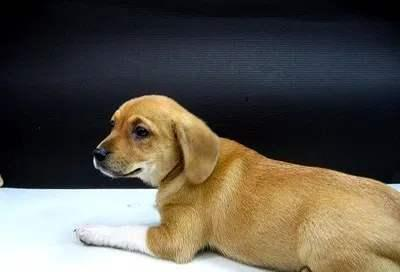 一、以狗狗的特征命名