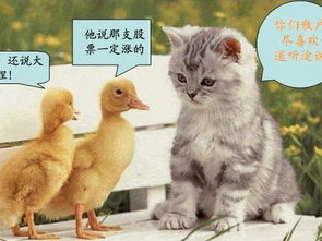 一、猫咪市场的概述