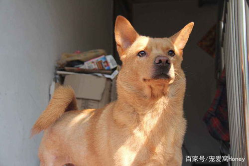 一、确定宠物种类和品种