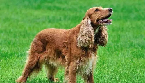 一、选择适合的便宜宠物犬品种