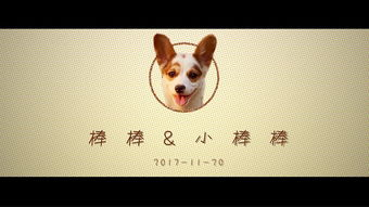 一、小佩宠物客服的服务特点