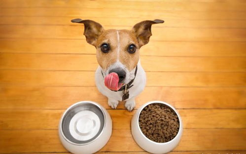 一、选择适合的犬种